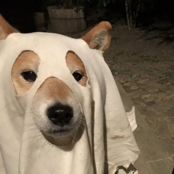 Meet your Posher, Nixy - Picture 1 of 1